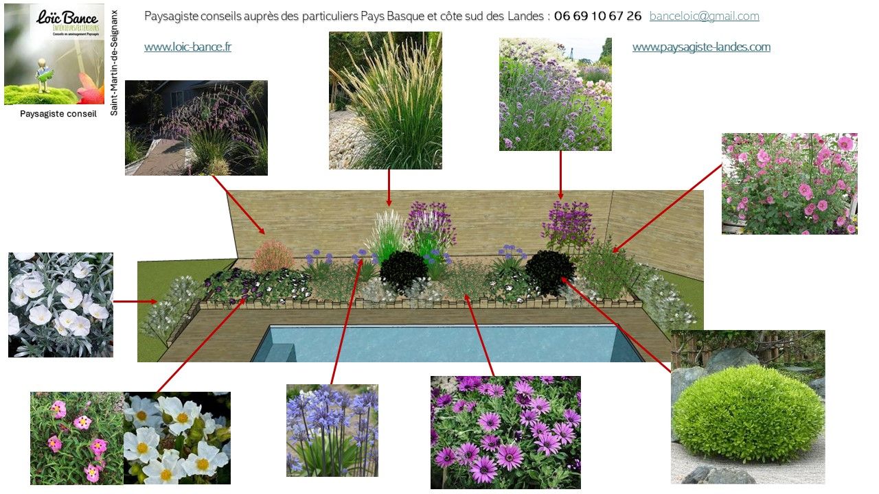 Paysagiste Saint Martin de Seignanx, aménagement paysagers autour d'une piscine. Vidéo.