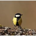 Mésange charbonnière - parus major