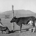 Ma Vache et Moi (Go West) de Buster Keaton - 1925