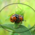 Coccinelles