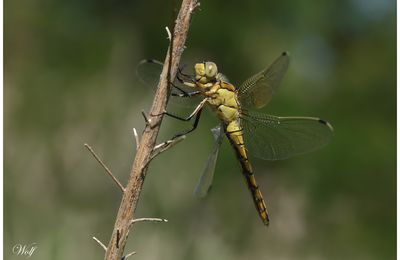 Orthétrum réticulé (libellule)