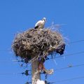 CIGOGNES dans LES AURES mai 2009