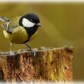 Roguidine : les oiseaux en vidéo