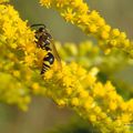 Guêpe potière ou Guêpe maçonne (Eumenes pomiformis)