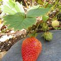 La PREMIERE fraise de jardin est déjà réservée!