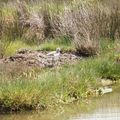 Jeune avocette élégante