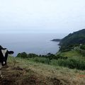 Photos des Açores