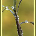 Perles d'eau sur pousse de bambou