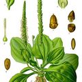 Herbier, les plantes qui soignent - Le Plantain 