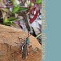 se mesurer à notre premier baobab #mapungubwe (2)