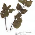 Herbier Acer tataricum Erable de Tartarie 