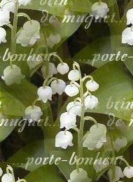 Kit fête du muguet 2