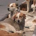 International outcry at Roumania's animal cruelty