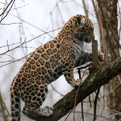 Jaguar