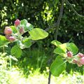 Pommiers en fleur