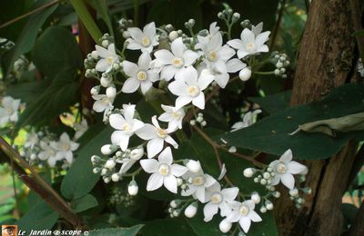 Le doux parfum de ce deutzia attire les insectes butineurs