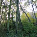 OIGNIES : Le bois des Hautois, un matin d’automne.