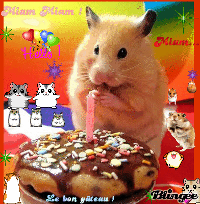 Un hamster très gourmand