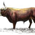 Aurochs