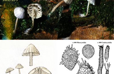 シロコナカブリ shiro_konakaburi Mycena alphitophora