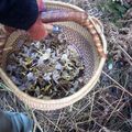 Un petit panier de chanterelles