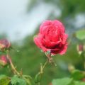 Au jardin des plantes de Coutances le 10 août 2021