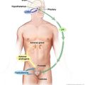 PUISSANCE DES HORMONES ET FAIBLESSE DE L'ESPRIT