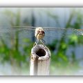 ON LEEEEVE LES BRAS .....ET ON GARDE L'EQUILIBRE .....