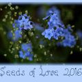 Seed of love 2016