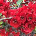 Le Cognassier à fleurs messager incontournable du Printemps