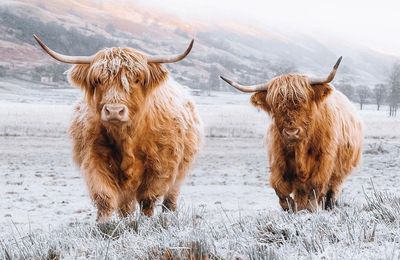 Avoine, Haggis & Cranachan... Ecosse, Un patrimoine culinaire méconnu ?