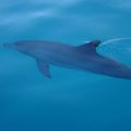 Rencontre avec les dauphins