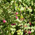 SYMPHORICARPOS x chenaultii 'Hancock'