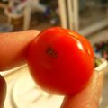 Quel est ce petit insecte ravageur qui ose s'attaquer à mes tomates cerises???