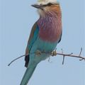 L'Afrique australe : les oiseaux 4