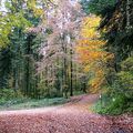 Accident de chasse à Pressiat : le sang, c'est pas facile à digérer...