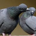 Deux pigeons....