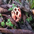 CLATHRUS RUBER