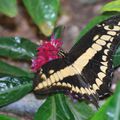 Papilio thoas