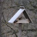 en hiver aussi, les oiseaux chantent !