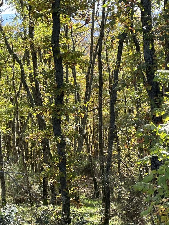 Mercredi 29 oct 2025 : hier j'étais dans les Combrailles , sur mes pas dans la commune de Manzat et environs  mon diapo s'en suit  et sur la fin retour @ la maison 🏡 