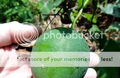 Nazonazo: reconnaissez-vous ce fruit ?