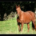 Chevaux aux paturages