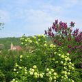 En attendant les roses, voici quelques fleurs printanières de l'arrière de mon jardin...