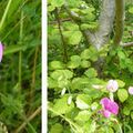 l'histoire de la fleur Arsène Lupin