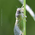 "Cigale" lorraine * Cicada of Lorraine