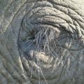 Eléphants 5 - Afrique de l'Est