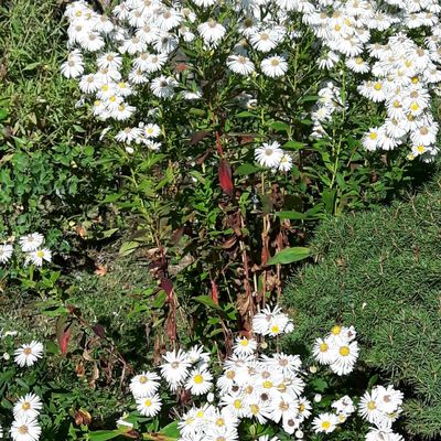 Aster Mouette