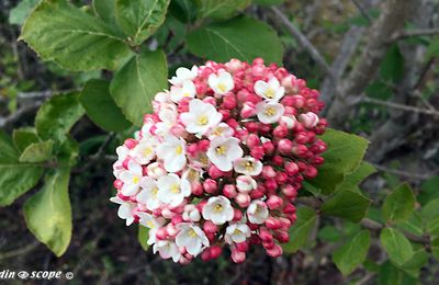 Une viorne à la superbe floraison printanière parfumée...