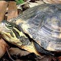 Une tortue protégée a été trouvée au Vietnam